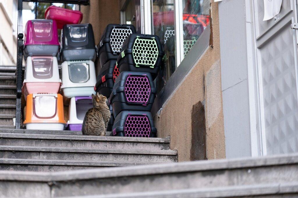cat box, transporter, cat-7852492.jpg